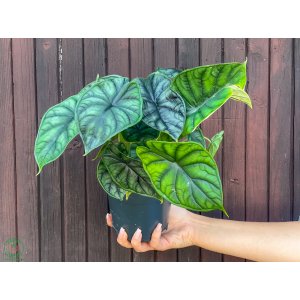 Alokázia (Alocasia) ´DRAGON SCALE´ - výška 20-25 cm, kont. C2L